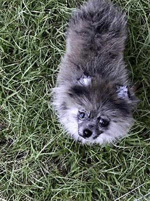 Criadero de perros raza pomeranian