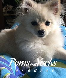 Criadero de Pomeranian Guadalajara