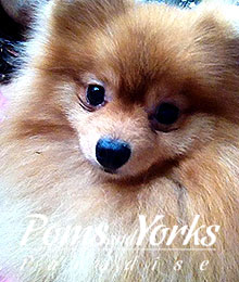Criadero de Pomeranian Guadalajara